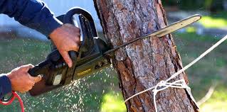  Air Force Academy, CO Tree Removal Pros