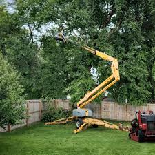 Best Hazardous Tree Removal  in Air Force Academy, CO