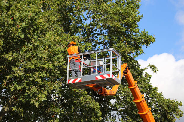 Leaf Removal in Air Force Academy, CO