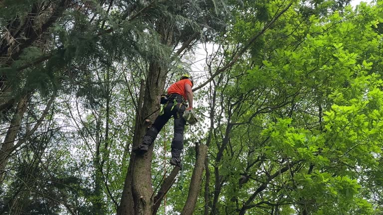 Best Tree Risk Assessment  in Air Force Academy, CO