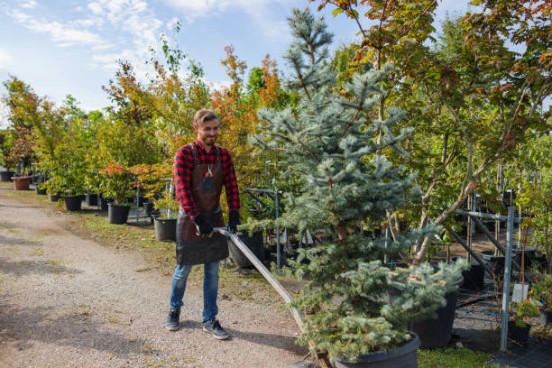 Professional Tree Removal in Air Force Academy, CO