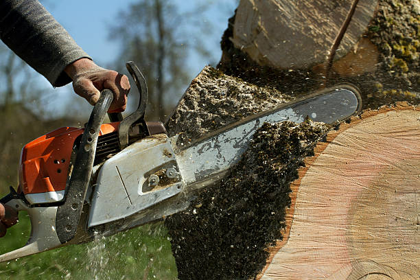 How Our Tree Care Process Works  in  Air Force Academy, CO